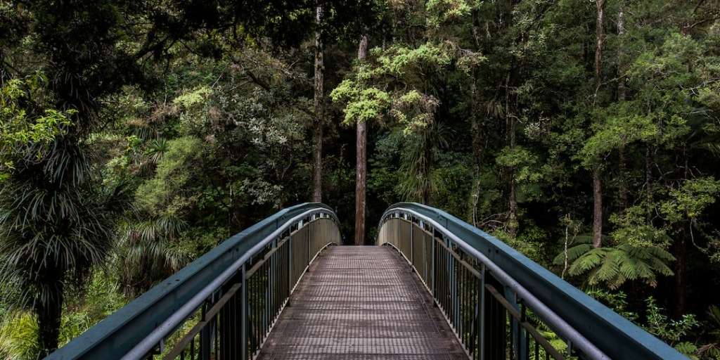 Bridge amidst serene forest embodying health tip: nature's rhythm as a path to wellness.