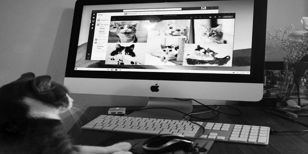 Cat observing various cat images on a computer screen, possibly researching 'Is Your Cat Plotting World Domination'.