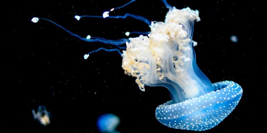 Bioluminescent Jellyfish Swarm captured on camera, glowing blue against the dark ocean backdrop.