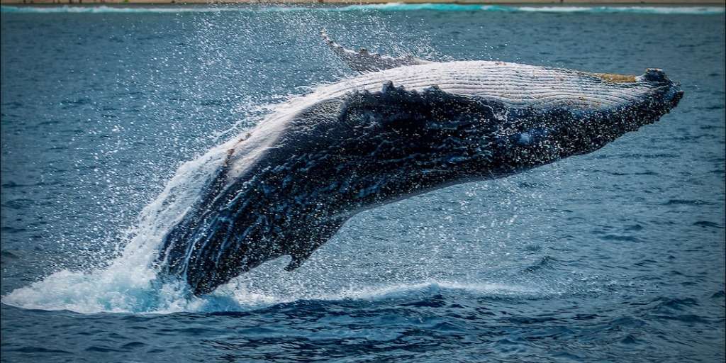 A humpback whale breaching the ocean surface, highlighting the beauty and dangers of dead whales.