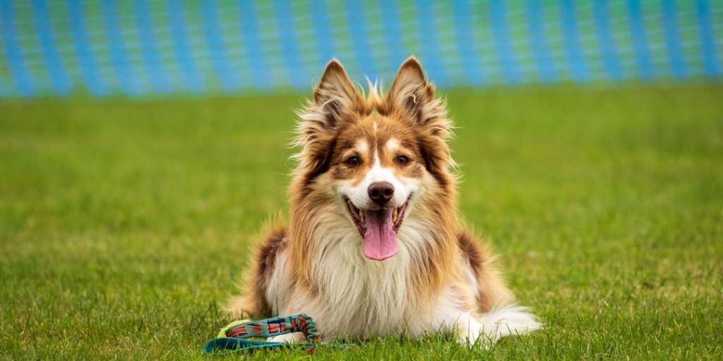 Image of a dog sitting down, appearing to have undergone pet training.