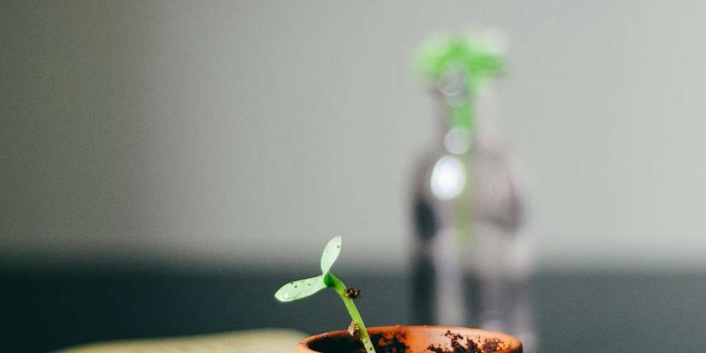 A growing plant, symbolising a growth mindset.