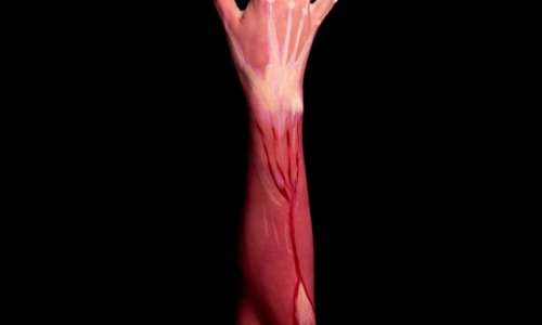 An image of arm muscles, representing muscle memory.