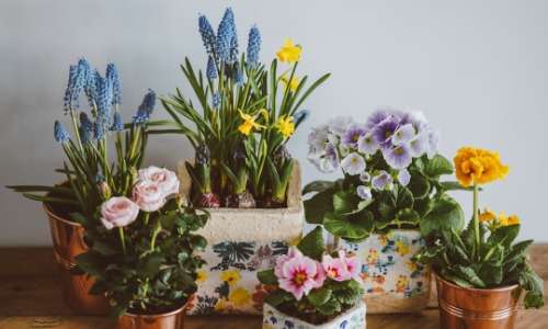 house plants