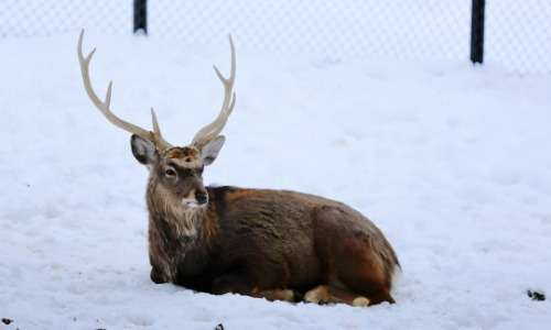 How Animals Prepare for Winter: Fun Facts
